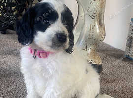 Beautiful cockapoo puppies