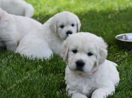 Healthy & Well-Socialized Eng. Cream Golden Retriever Puppies for Sale