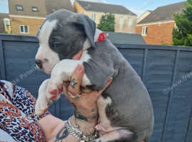 Standard American bully puppies
