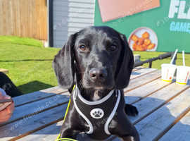 Cocker spaniel cross Beagle
