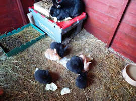 Continental Giant Pure Bred Babies For Sale