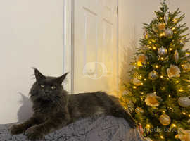 Blue maine coon male for stud services