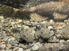 Beautiful young Bristlenose catfish / pleco