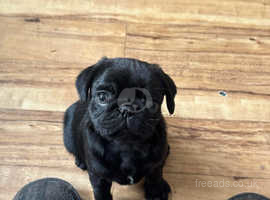 Pebbles black pug 8 weeks old ready for her forever home