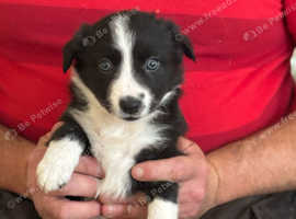Stunning Litter of Chunky Border Collie Pups.