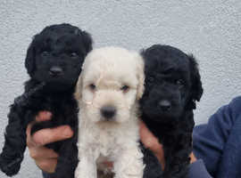 F1b Miniature Labradoodles *reduced* In Dunmow On Freeads Classifieds 