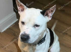 Gorgeous Dexter is available for adoption