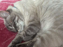 Beautiful cat