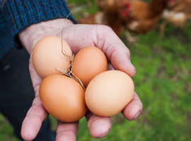 organic/ pasture raised eggs fresh every day