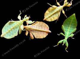 A range of stick and leaf insect nymphs available.