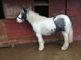 13.2hh blue and white Gypsy cob mare