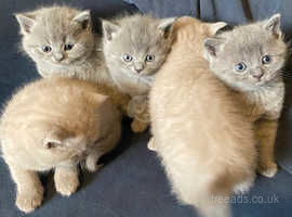 Beautiful shorthair kittens