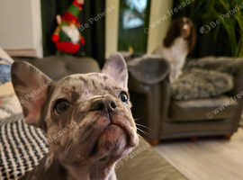 8 months tri merle female