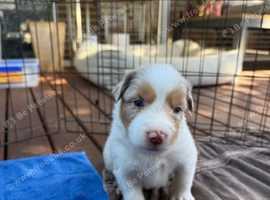 Australian Shepherd Pupps