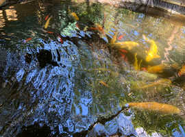 Koi fish for sale, Job lot ,
