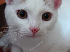 Turkish van kitten