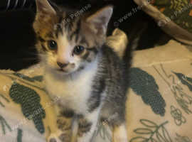 2 Male Bengal cross kittens