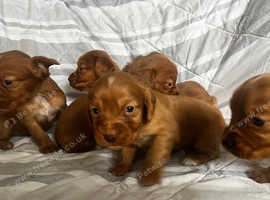 Kc reg cocker spaniel pups