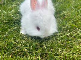 Gorgeous baby lionheads