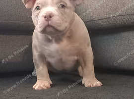 Miniature bully best sale puppies for sale