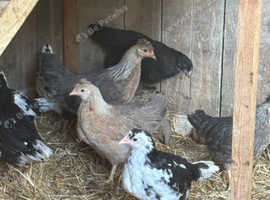 Buff Orpington, Exchequer Leghorn & Cream Legbar young female chickens