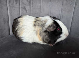 18 month old female guinea pig