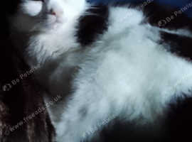 Black and white cat 2 years old has gone missing