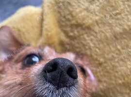 Jack Russel cross