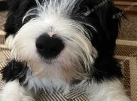 Male bearded collie pup 5 months old