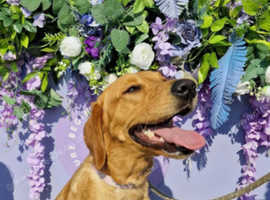 *Ready Now* Beautiful Goldador Puppies