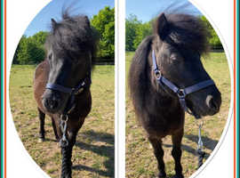 Gorgeous Black Miniature Shetland Gelding