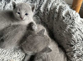 ** TICA Champion Russian Blue Kittens**