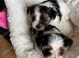 Beautiful female Biewer Yorkshire terriors