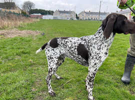 Irish shorthaired hot sale pointer