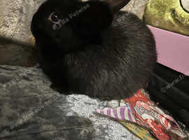 Gorgeous black bunnies with grey feet