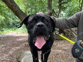 Cane corso x staff puppies for sale!