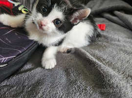 Black and white kitten for sale