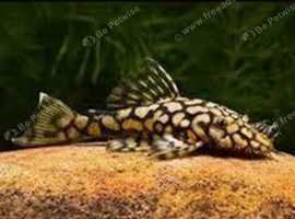 L519 Ancistrus sp. "Rio Itenez" (Kiefneri II) Pleco