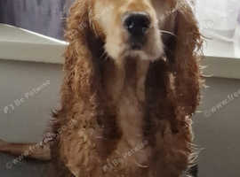 Female Cocker Spaniel Looking For New Home