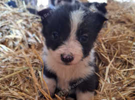 Bearded collie hot sale adoption