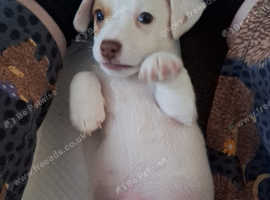 Jackpoo Puppies