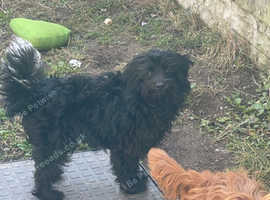 Lovely male Chipoo