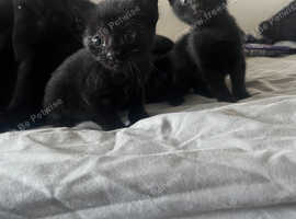 2 kittens in need of a forever home