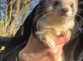 Ferrets  ad for potentially kits ..(looking good
