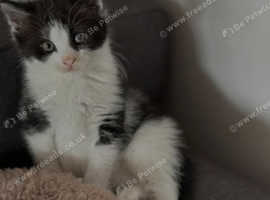 Kitten for sale