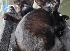 2 kittens available