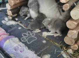 chinchilla kits 1 girl 2 boys