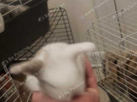Fluffy lion rabbits