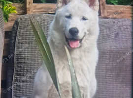 MALE HUSKITA PUPPY 6 MONTHS OLD