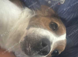 Jack russel crossed for sale.